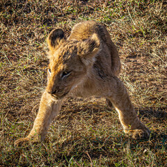 Fototapeta premium lions