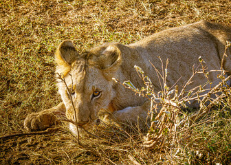 lions