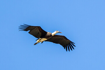 vulture in flight