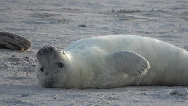 Junge Kegelrobbe, liegt entspannt auf der Sandbank, Heuler, Nordsee, Halichoerus grypus