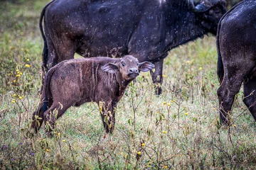 Papier Peint Lavable Parc national du Cap Le Grand, Australie occidentale buffalo