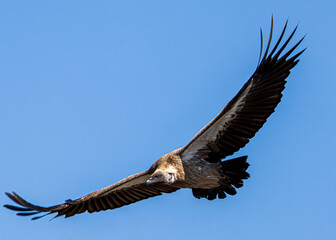vulture