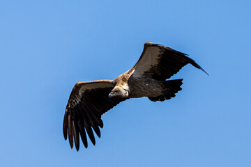 vulture