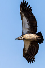 vulture
