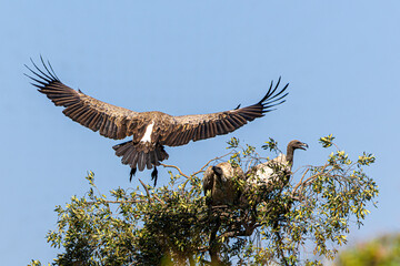 vulture