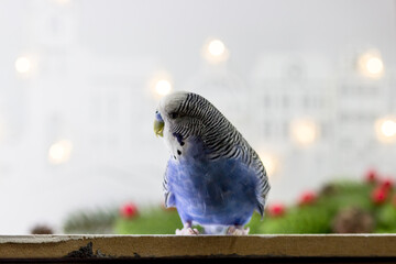 Budgerigar on the background of Christmas lights and spruce branches