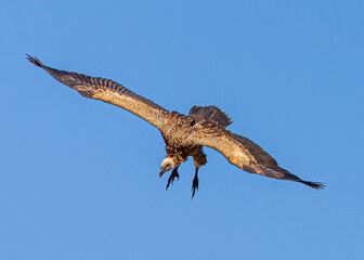 vulture