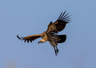 Fototapeta premium vulture