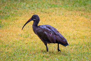 ibis