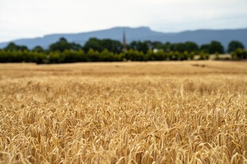 farming landscape of a wheat crop in australia - obrazy, fototapety, plakaty