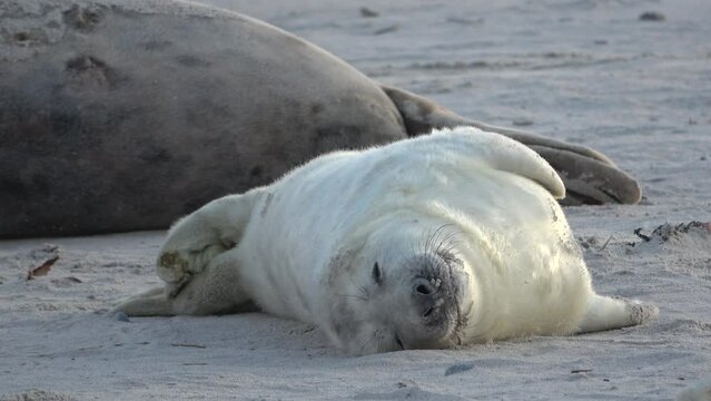 Junge Kegelrobbe, liegt entspannt auf der Sandbank, Heuler, Nordsee, Halichoerus grypus
