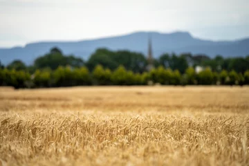 Photo sur Aluminium Prairie, marais wheat grain crop in a field in a farm growing in rows. growing a crop in a of wheat seed heads mature ready to harvest. barley plants close up