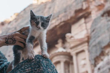 Hands of person holding sick-eyed kitten in front of the Treasury of Petra, Jordan. Portrait of a...