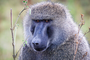 portrait of baboon