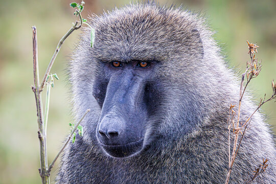 portrait of baboon