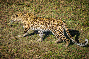 leopard in the grass