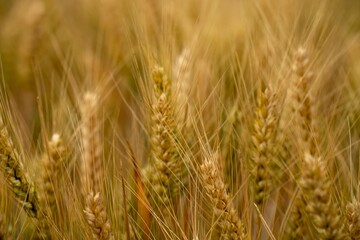 beautiful farming landscape of wheat fields and crops growing in australia