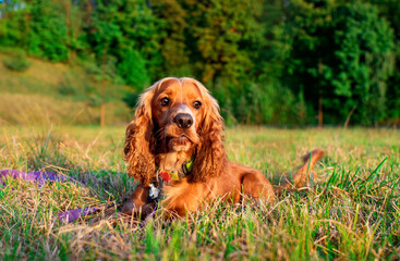 A ginger dog of the English cocker spaniel breed lies on the lawn. The dog has a fluffy and wavy coat. He is tired and resting. Hunter. The photo is horizontal and blurry