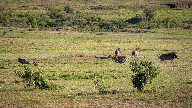 leopard hunting warthog
