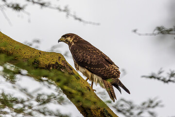 red tailed hawk perched on branch