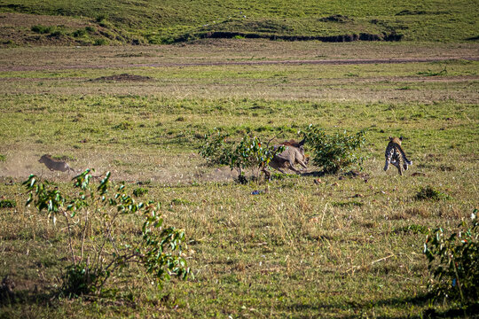 leopard hunting warthog