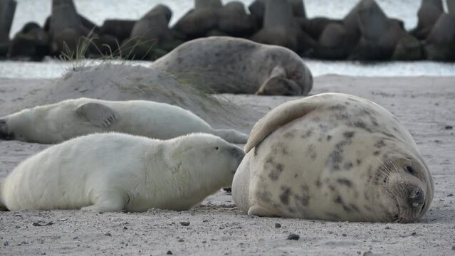 Babyrobbe s&auml;ugt an den Zitzen der Mutter, Nahrungsaufnahme, Halichoerus grypus