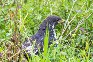 bird in the grass