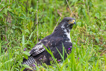 red tailed hawk