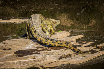 crocodile in the water