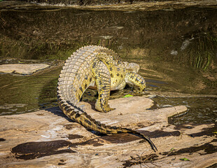 crocodile in the water