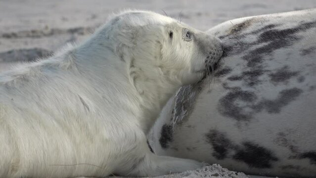 Nahaufnahme von Babyrobbe die an den Zitzen der Mutter s&auml;ugt, Nahrungsaufnahme, Halichoerus grypus