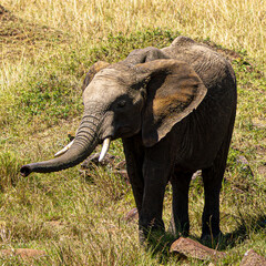 Fototapeta premium elephant in the savannah