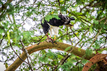 eagle feeding