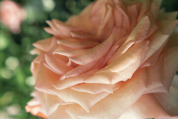 beautiful double color soft  Watercolor pink-yellow aromatic rose  blossom in garden. close up shot