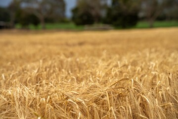 farming landscape of a wheat crop in australia
