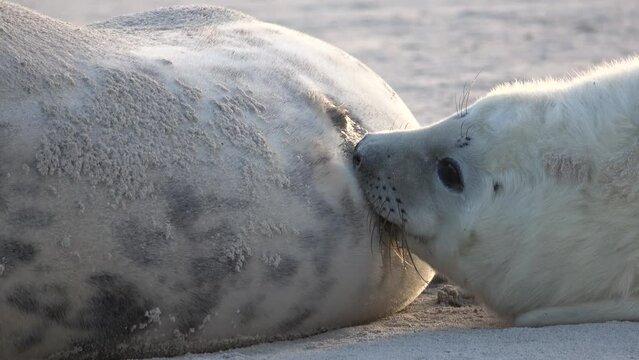 Nahaufnahme von Babyrobbe die an den Zitzen der Mutter s&auml;ugt, Nahrungsaufnahme, Halichoerus grypus