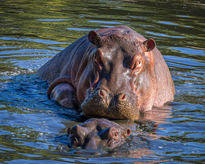 hippopotamus in water