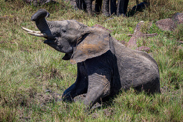 elephant in the savannah