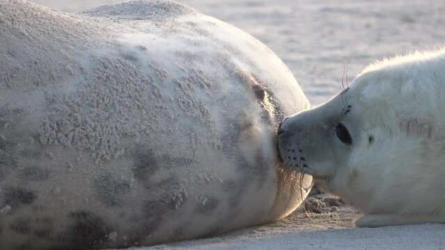 Nahaufnahme von Babyrobbe die an den Zitzen der Mutter s&auml;ugt, Nahrungsaufnahme, Halichoerus grypus