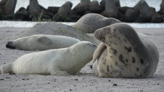 Babyrobbe s&auml;ugt an den Zitzen der Mutter, Nahrungsaufnahme, Halichoerus grypus