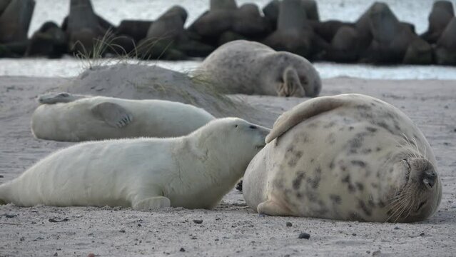 Babyrobbe s&auml;ugt an den Zitzen der Mutter, Nahrungsaufnahme, Halichoerus grypus