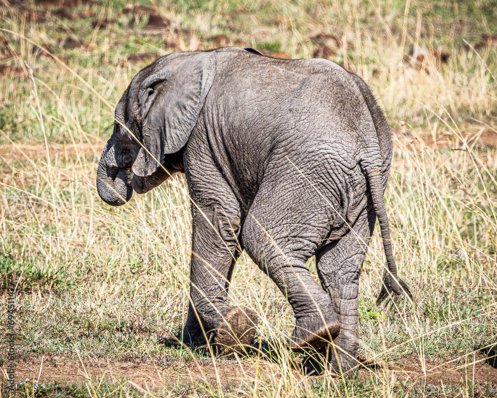 Canvas Prints elephant in the savannah