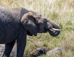 elephant in the savannah