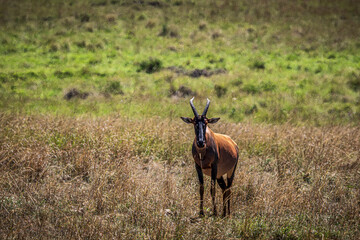 topi in the savannah