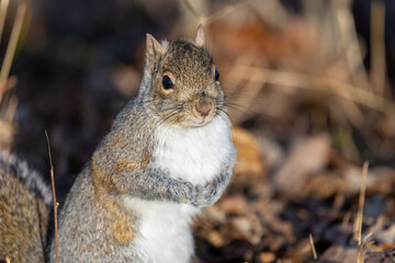 Adorable squirrel in the woods of Michigan