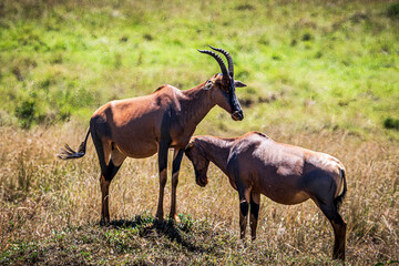 topi in the savannah