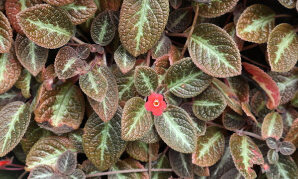 A small red flower is blooming on a plant belonging to the Episcia genus and has brownish colored leaves