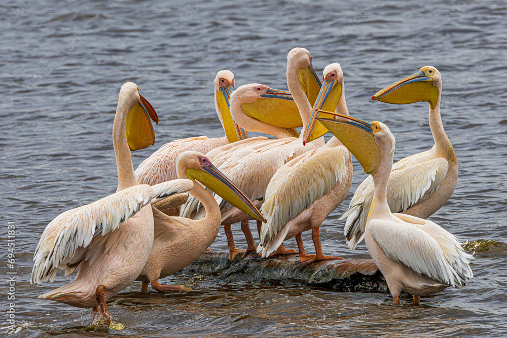 Sticker pelicans on the water