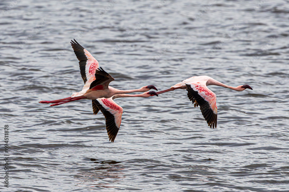 Canvas Prints flamingo in flight