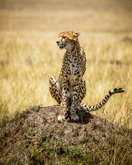 cheetah in the savannah